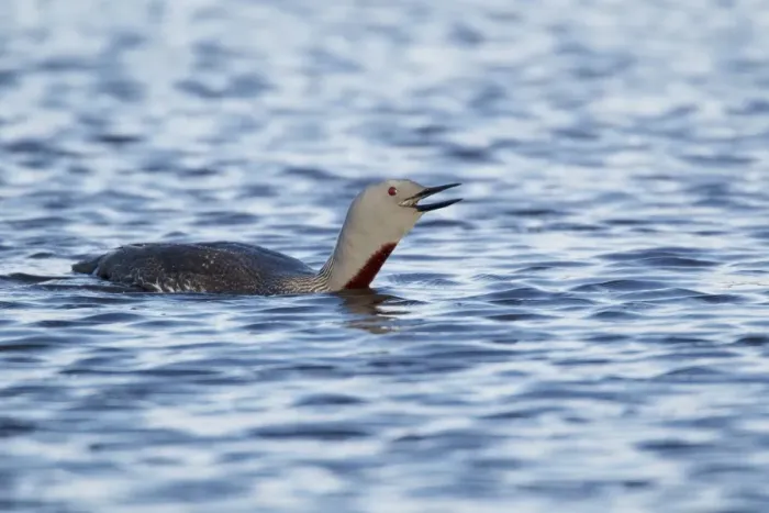 Framed Print : Red-throated Diver (Gavia stellata) adult, summer plumage, calling, swimming on loch, Shetland Islands, Scotland, June Framed Print : Red-throated Diver (Gavia stellata) adult, summer plumage, calling, swimming on loch, Shetland Islands, Scotland, June