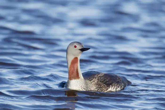 Framed Print : Red-throated Diver (Gavia stellata) adult, summer plumage, swimming on loch, Shetland Islands, Scotland, June Framed Print : Red-throated Diver (Gavia stellata) adult, summer plumage, swimming on loch, Shetland Islands, Scotland, June