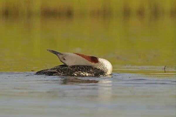 Red-throated Diver (Gavia stellata) adult, breeding plumage, swimming, with head stretched along back, Iceland, June