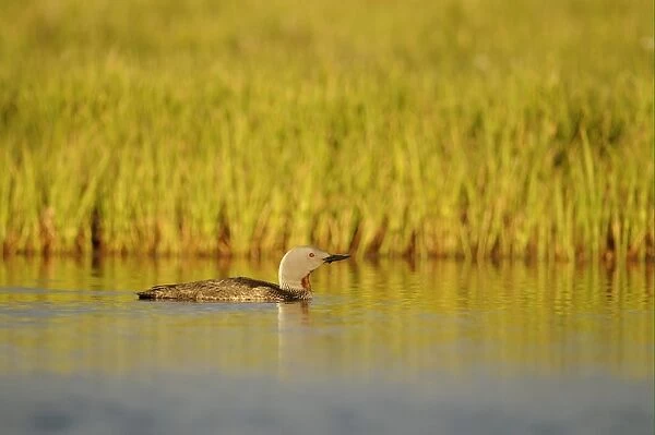 Red-throated Diver (Gavia stellata) adult, breeding plumage, swimming in evening light, Iceland, June