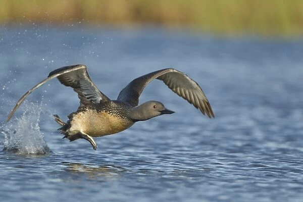 Red-throated Diver (Gavia stellata) adult, breeding plumage, taking off from water, Iceland, June