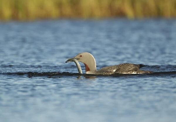 Red-throated Diver (Gavia stellata) adult, breeding plumage, with fish in beak, swimming, Iceland, June