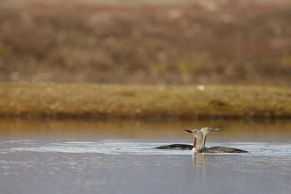 Red-throated Diver (Gavia stellata) adult pair, breeding plumage, swimming on small pool in arctic tundra, Svalbard