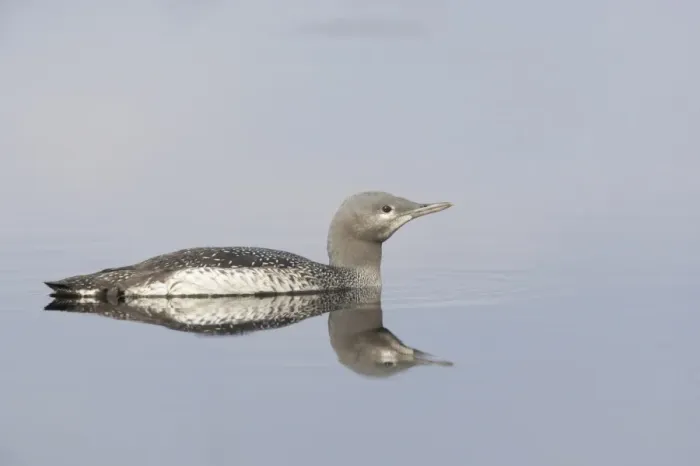 Framed Print : Red-throated Diver (Gavia stellata) mature chick, swimming, Finland