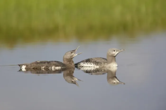 Framed Print : Red-throated Diver (Gavia stellata) two mature chicks, at different stages of development, swimming, Finland Framed Print : Red-throated Diver (Gavia stellata) two mature chicks, at different stages of development, swimming, Finland