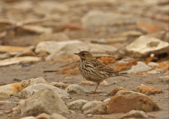 Framed Print : Red-throated Pipit (Anthus cervinus) adult, migrant, standing on stony beach, Beidaihe, Hebei, China, may Framed Print : Red-throated Pipit (Anthus cervinus) adult, migrant, standing on stony beach, Beidaihe, Hebei, China, may