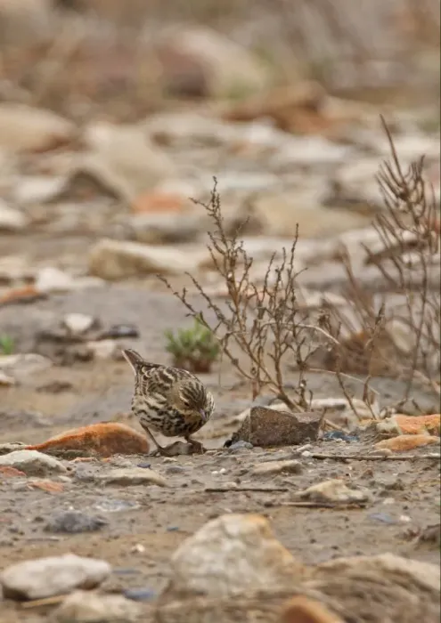 Framed Print : Red-throated Pipit (Anthus cervinus) adult, migrant, foraging on stony beach, Beidaihe, Hebei, China, may