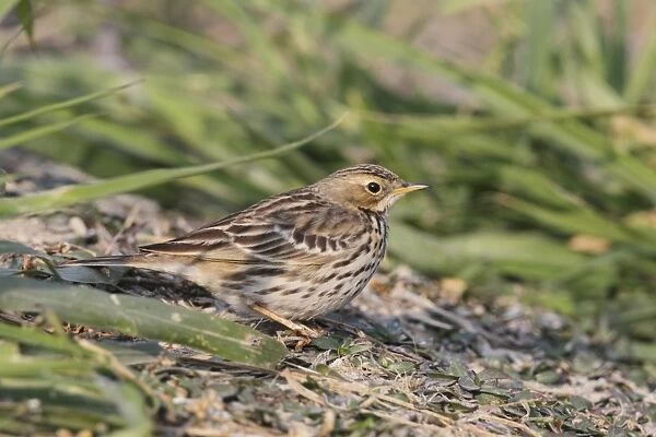 Red-throated Pipit (Anthus cervinus) adult, non-breeding plumage, standing amongst weeds, Hong Kong, China, january