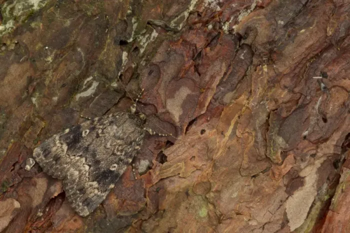 Framed Print : Red Underwing Moth (Catocala nupta) adult, resting on pine bark, Sheffield, South Yorkshire, England, August