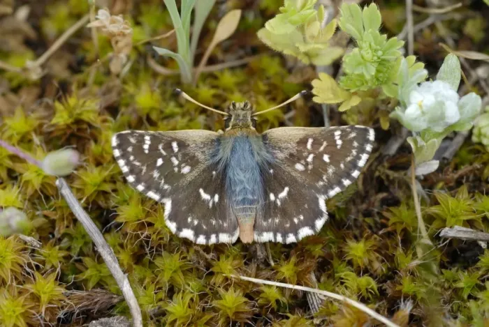 Framed Print : Red Underwing Skipper (Spialia sertorius) adult, resting on moss in mountain meadow, Valle de Hecho, Pyrenees, Spain Framed Print : Red Underwing Skipper (Spialia sertorius) adult, resting on moss in mountain meadow, Valle de Hecho, Pyrenees, Spain