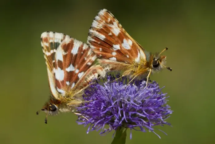 Framed Print : Red Underwing Skipper (Spialia sertorius) adult pair, mating on Globularia (Globularia sp) flower, Causse de Gramat Framed Print : Red Underwing Skipper (Spialia sertorius) adult pair, mating on Globularia (Globularia sp) flower, Causse de Gramat