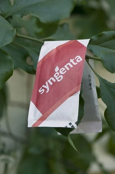 A red V shape packet of Amblyseius andersoni mite predators on conservatory plant to control pest mites