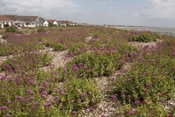 Red Valerian (Centranthus ruber) introduced naturalised species, flowering mass, growing on shingle beach habitat
