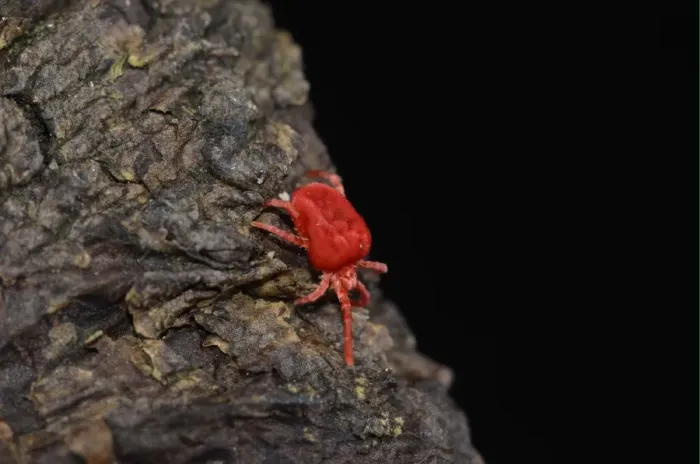 Framed Print : Red Velvet Mite (Eutrombidium rostratus) adult, walking on bark, Oxfordshire, England, march Framed Print : Red Velvet Mite (Eutrombidium rostratus) adult, walking on bark, Oxfordshire, England, march