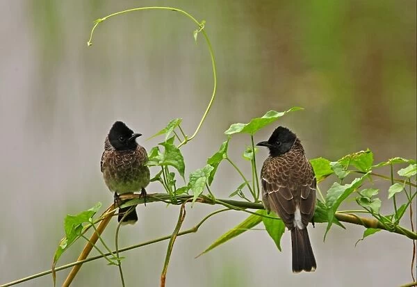 Red-vented Bulbul (Pycnonotus cafer cafer) endemic race, two adults, perched on vegetation, Sri Lanka, december