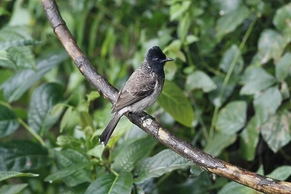 Red-vented Bulbul (Pycnonotus cafer cafer) adult, perched on branch in lowland rainforest, Siharaja Forest Reserve