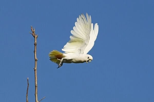 Red-vented Cockatoo (Cacatua haematuropygia) adult, in flight, taking off from branch, Narra, Palawan Island, Philippines