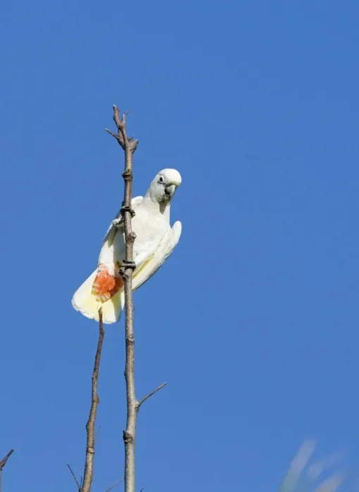 Framed Print : Red-vented Cockatoo (Cacatua haematuropygia) adult, perched on branch, Narra, Palawan Island, Philippines