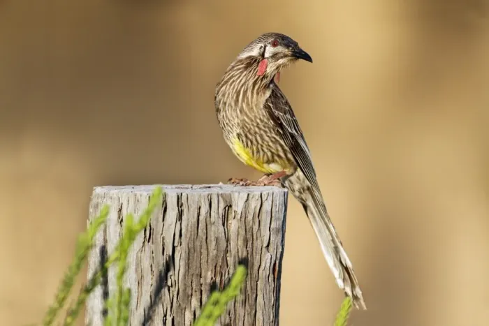 Framed Print : Red Wattlebird (Anthochaera carunculata) adult, perched on wooden post, Western Australia, Australia Framed Print : Red Wattlebird (Anthochaera carunculata) adult, perched on wooden post, Western Australia, Australia