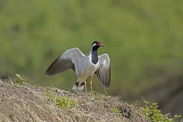 Red-wattled Lapwing (Vanellus indicus) adult, displaying with wings raised, Keoladeo Ghana N. P