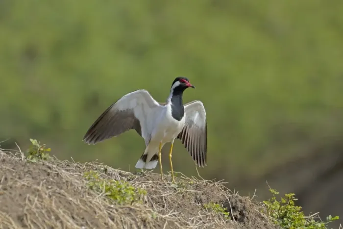Framed Print : Red-wattled Lapwing (Vanellus indicus) adult, displaying with wings raised, Keoladeo Ghana N. P