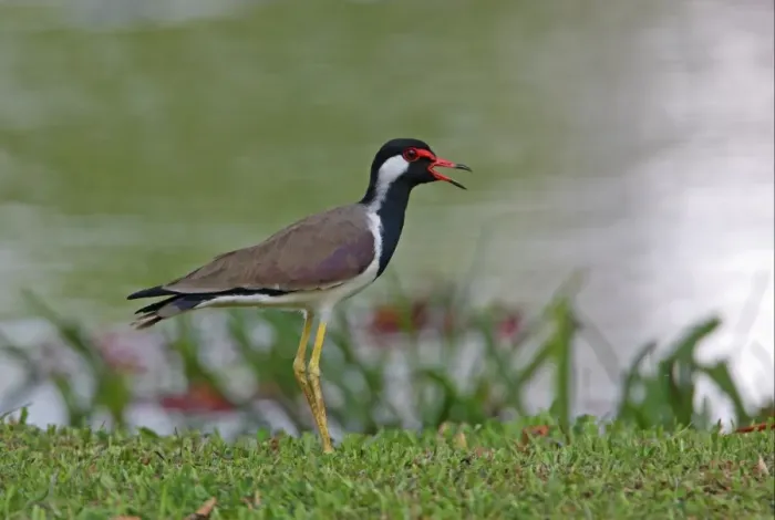 Framed Print : Red-wattled Lapwing (Vanellus indicus) adult, calling, standing at edge of water, Sri Lanka, december Framed Print : Red-wattled Lapwing (Vanellus indicus) adult, calling, standing at edge of water, Sri Lanka, december