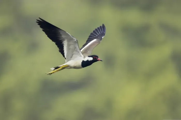 Framed Print : Red-wattled Lapwing (Vanellus indicus) adult, in flight, Keoladeo Ghana N. P. (Bharatpur), Rajasthan, India Framed Print : Red-wattled Lapwing (Vanellus indicus) adult, in flight, Keoladeo Ghana N. P. (Bharatpur), Rajasthan, India