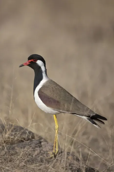 Framed Print : Red-wattled Lapwing (Vanellus indicus) adult, standing on rock, Ranthambore N. P. Rajasthan, India, March