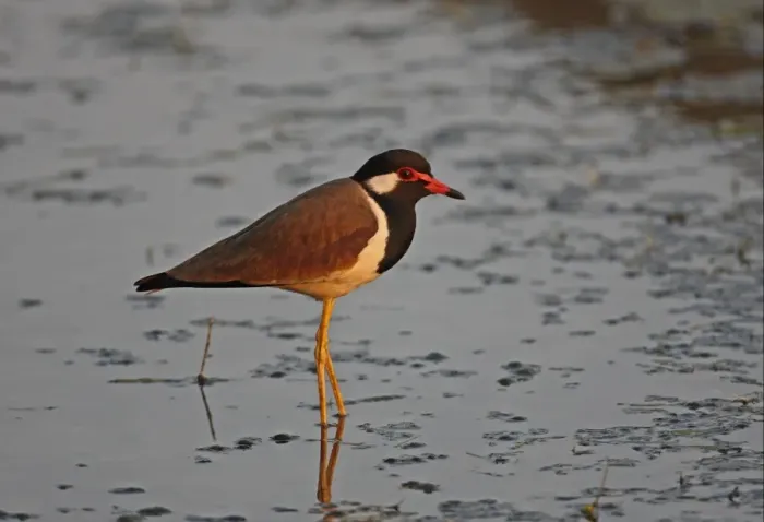 Framed Print : Red-wattled Lapwing (Vanellus indicus atronuchalis) adult, standing in shallow water, Thailand, february Framed Print : Red-wattled Lapwing (Vanellus indicus atronuchalis) adult, standing in shallow water, Thailand, february