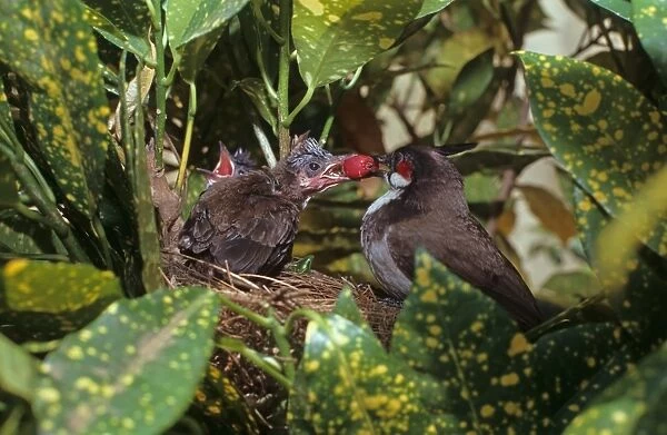 Red-whiskered Bulbul (Pycnonotus jocosus) adult, feeding fruit to chick in nest, Southern India