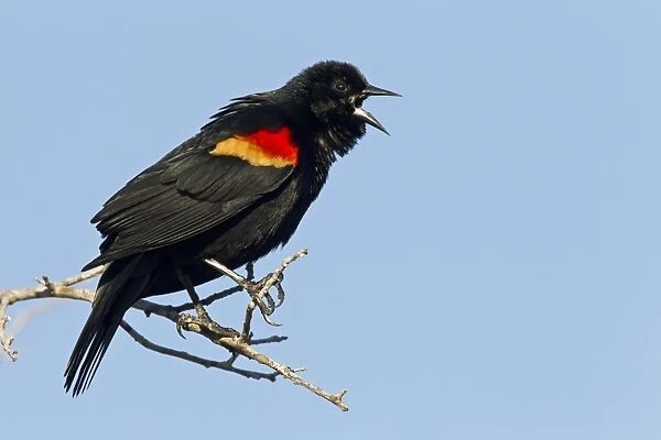 Red-winged Blackbird (Agelaius phoeniceus) adult male, calling, perched on twig, Venice Rookery, Florida, U. S. A. March