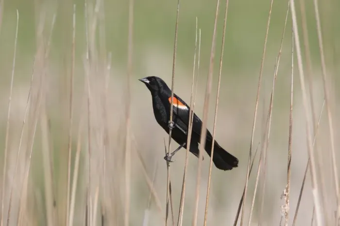 Framed Print : Red-winged Blackbird (Agelaius phoeniceus) adult male, perched on stem, North Dakota, U. S. A. June Framed Print : Red-winged Blackbird (Agelaius phoeniceus) adult male, perched on stem, North Dakota, U. S. A. June