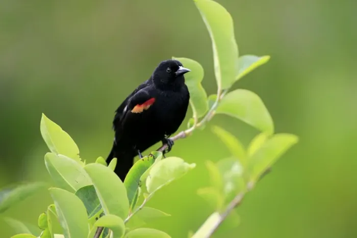 Framed Print : Red-winged Blackbird (Agelaius phoeniceus) adult male, perched on twig, Wakodahatchee Wetlands, Delray Beach, Florida Framed Print : Red-winged Blackbird (Agelaius phoeniceus) adult male, perched on twig, Wakodahatchee Wetlands, Delray Beach, Florida