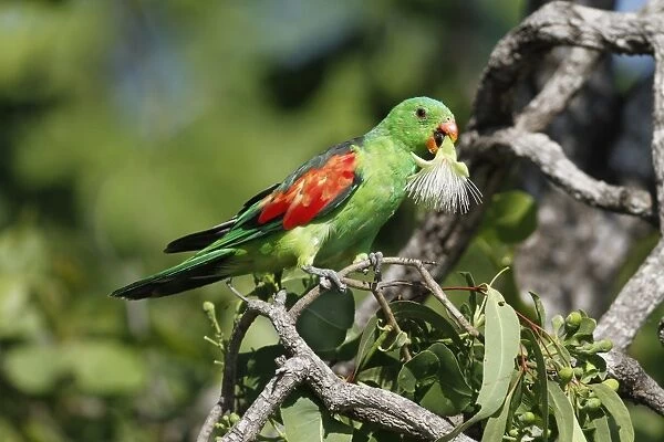 Red-winged Parrot (Aprosmictus erythropterus) adult male, feeding on eucalyptus tree flowers, Northern Territory