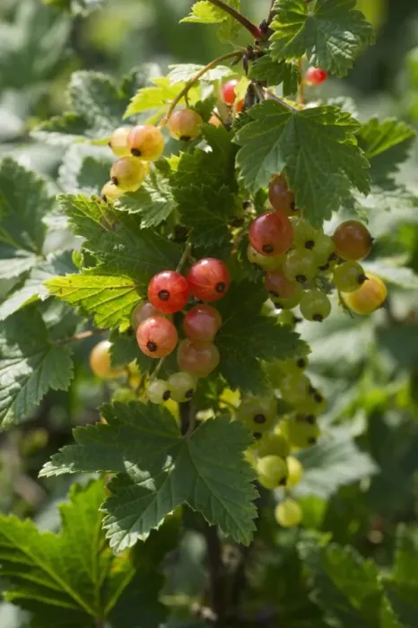 Framed Print : Redcurrant (Ribes rubrum) close-up of ripening berries, Sweden, july Framed Print : Redcurrant (Ribes rubrum) close-up of ripening berries, Sweden, july