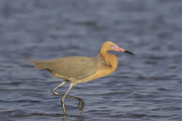 Framed Print : Reddish Egret (Egretta rufescens) adult, breeding plumage, wading in shallow water, Fort de Soto, Florida, U. S. A Framed Print : Reddish Egret (Egretta rufescens) adult, breeding plumage, wading in shallow water, Fort de Soto, Florida, U. S. A