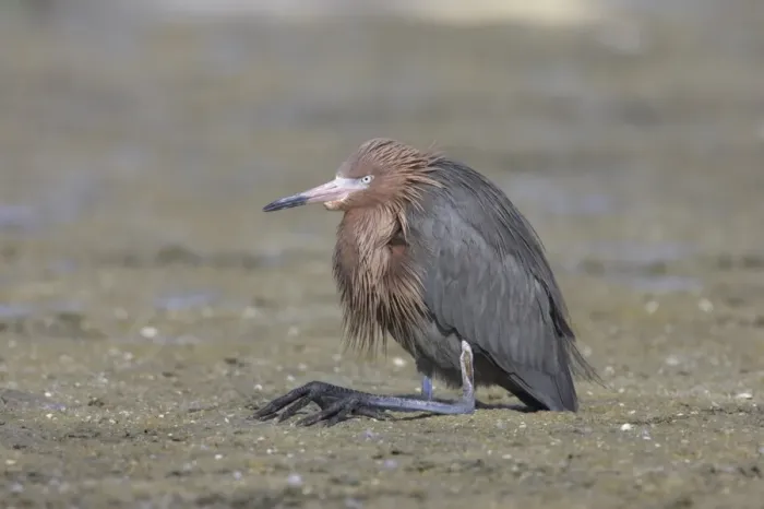 Framed Print : Reddish Egret (Egretta rufescens) adult, resting with legs folded, Estero Lagoon, Florida, U. S. A Framed Print : Reddish Egret (Egretta rufescens) adult, resting with legs folded, Estero Lagoon, Florida, U. S. A