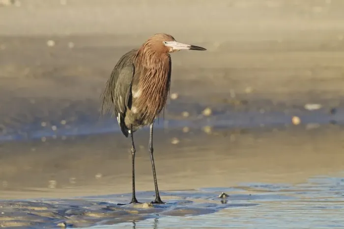 Framed Print : Reddish Egret (Egretta rufescens) dark morph, adult, standing on mud, Florida, U. S. A. February Framed Print : Reddish Egret (Egretta rufescens) dark morph, adult, standing on mud, Florida, U. S. A. February
