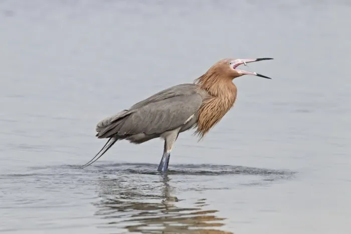Framed Print : Reddish Egret (Egretta rufescens) dark morph, adult, fishing in shallow water, Florida, U. S. A. February Framed Print : Reddish Egret (Egretta rufescens) dark morph, adult, fishing in shallow water, Florida, U. S. A. February