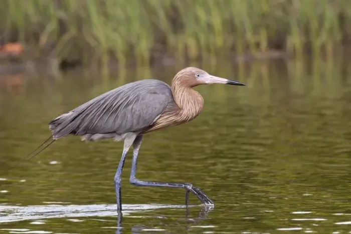 Framed Print : Reddish Egret (Egretta rufescens) dark morph, adult, walking in shallow water, Florida, U. S. A. February