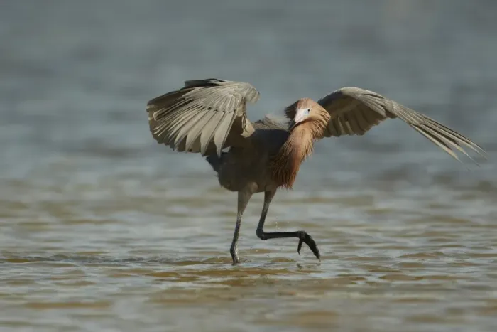 Framed Print : Reddish Egret (Egretta rufescens) dark morph, adult, fishing with wings raised to provide shade, Fort Myers, Florida Framed Print : Reddish Egret (Egretta rufescens) dark morph, adult, fishing with wings raised to provide shade, Fort Myers, Florida