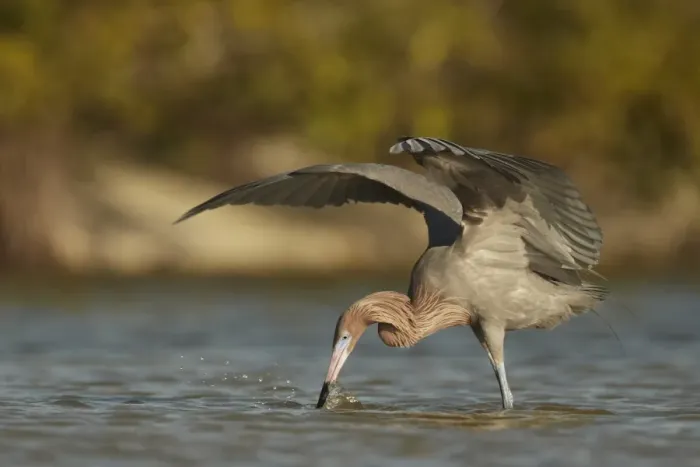 Framed Print : Reddish Egret (Egretta rufescens) dark morph, adult, fishing with wings raised to provide shade, Fort Myers, Florida Framed Print : Reddish Egret (Egretta rufescens) dark morph, adult, fishing with wings raised to provide shade, Fort Myers, Florida