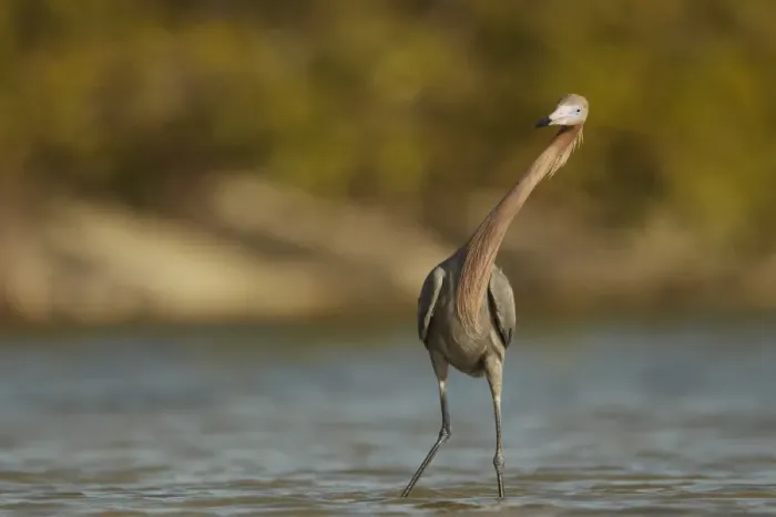 Framed Print : Reddish Egret (Egretta rufescens) dark morph, adult, twisting neck characteristically during fishing, Fort Myers Framed Print : Reddish Egret (Egretta rufescens) dark morph, adult, twisting neck characteristically during fishing, Fort Myers