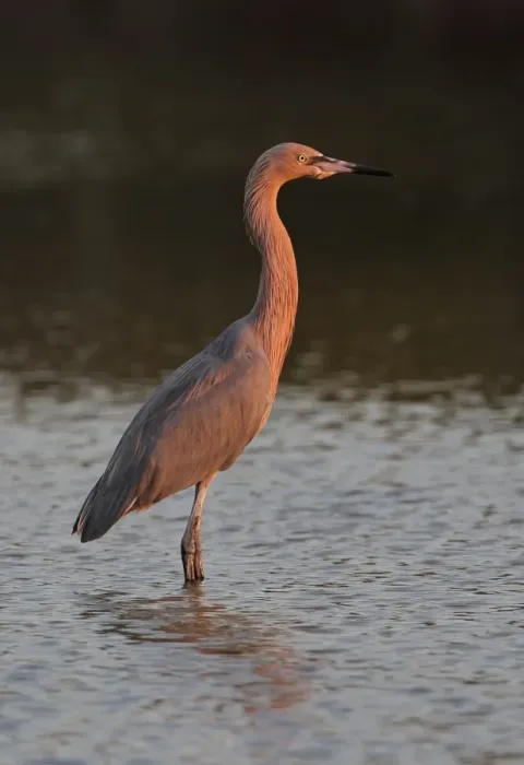 Framed Print : Reddish Egret (Egretta rufescens rufescens) dark morph, adult, standing in coastal lagoon, in evening sunlight Framed Print : Reddish Egret (Egretta rufescens rufescens) dark morph, adult, standing in coastal lagoon, in evening sunlight