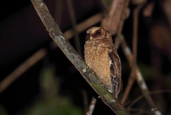 Reddish Scops-owl (Otus rufescens rufescens) adult, perched on branch, Way Kambas N. P