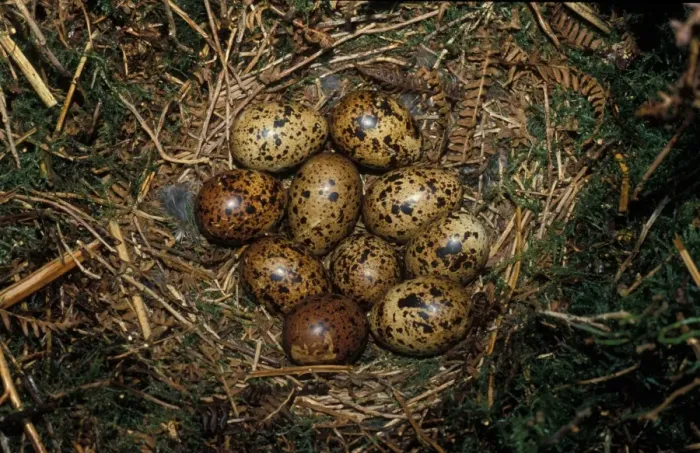 Framed Print : RedGrouse (Lapogus lagopus) Nest with eggs Framed Print : RedGrouse (Lapogus lagopus) Nest with eggs