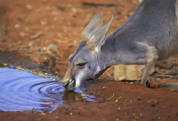 Framed Print : RedKangaroo (Mactopus rufus) Female drinking Framed Print : RedKangaroo (Mactopus rufus) Female drinking