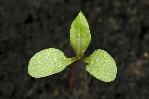 Redshank, Polygonum maculosa, seedling cotyledons with first true leaf