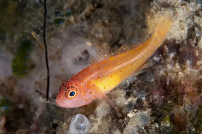 Framed Print : Redspot Dwarfgoby (Trimma halonevum) adult, Seraya, Bali, Lesser Sunda Islands, Indonesia, April Framed Print : Redspot Dwarfgoby (Trimma halonevum) adult, Seraya, Bali, Lesser Sunda Islands, Indonesia, April