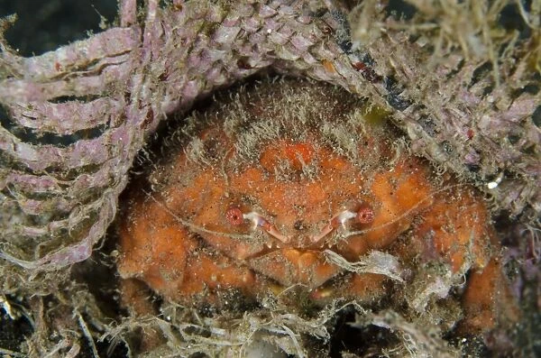 Redspot Sponge Crab (Lewindromia unidentata) adult, with straw mat for protection, Lembeh Straits, Sulawesi